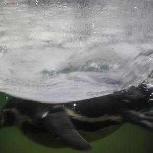 欧美男巨人激情Gay
